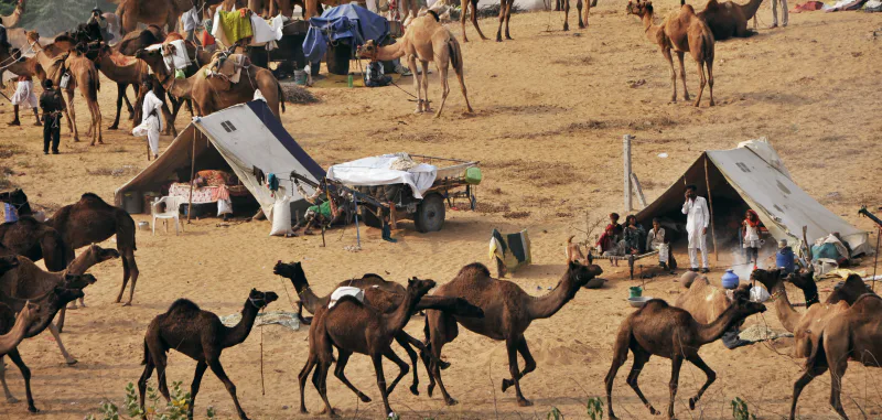 Camels, tents and herders on the sand at the Pushkar Camel Fair, Rajasthan