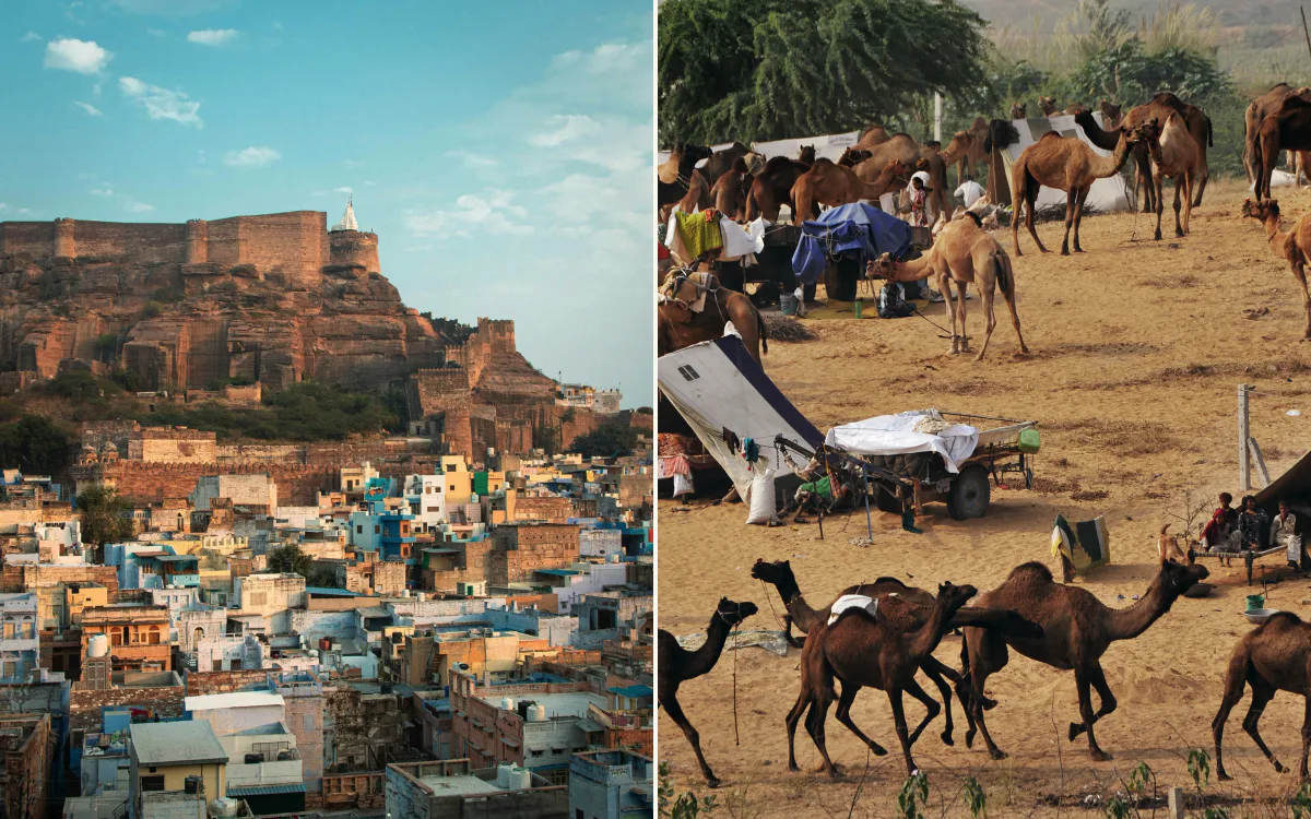 A hilltop fort above the blue city, and camels at a desert camel fair